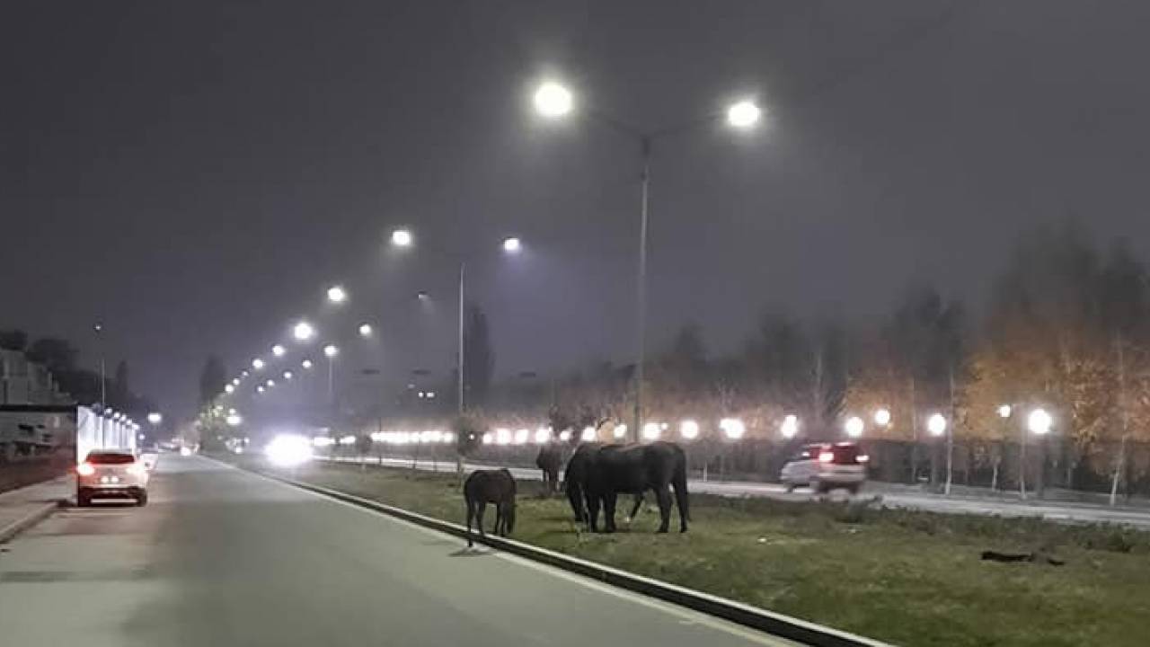 Гуляют сами по себе – видео с лошадьми прокомментировали в ДП Алматы