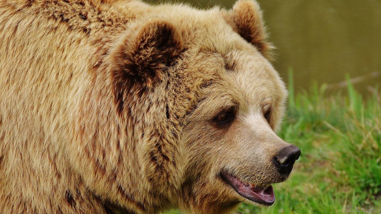 Застреливший медведя браконьер задержан в ВКО