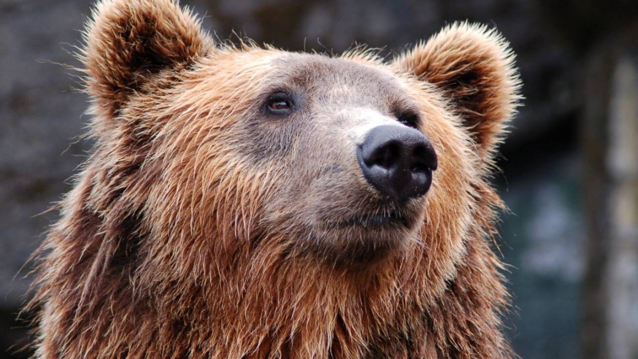 Житель Усть-Каменогорска убил и съел медведя